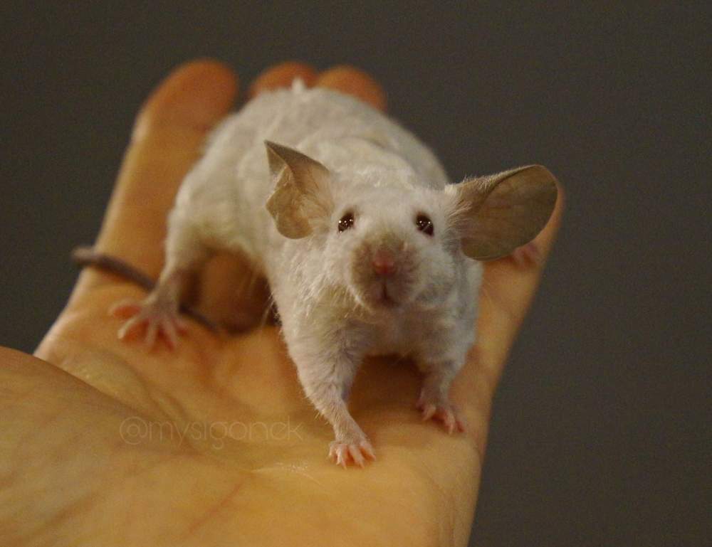 Fancy mouse Breeder Mus musculus 