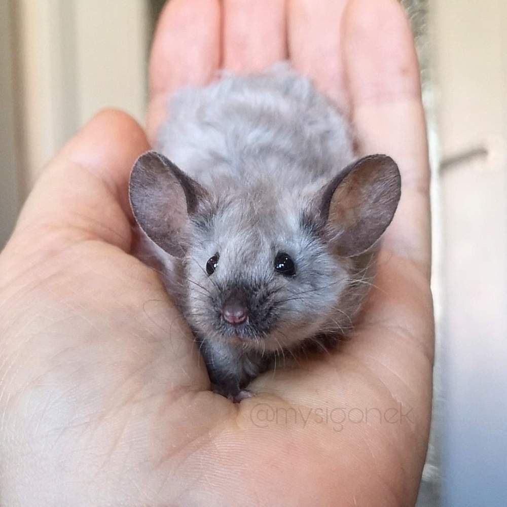 Fancy mouse Deceased Mus musculus 