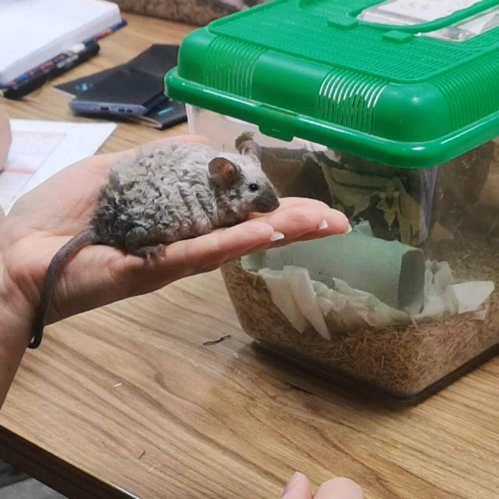 Fancy mouse Pet only Mus musculus 