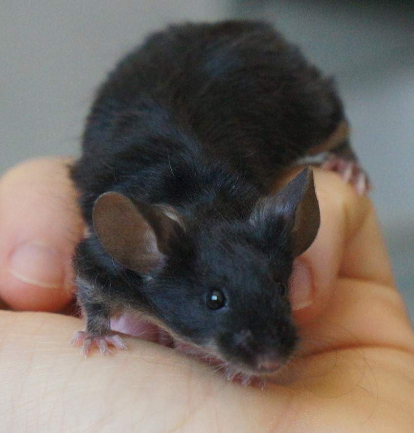 Fancy mouse Breeder Mus musculus 