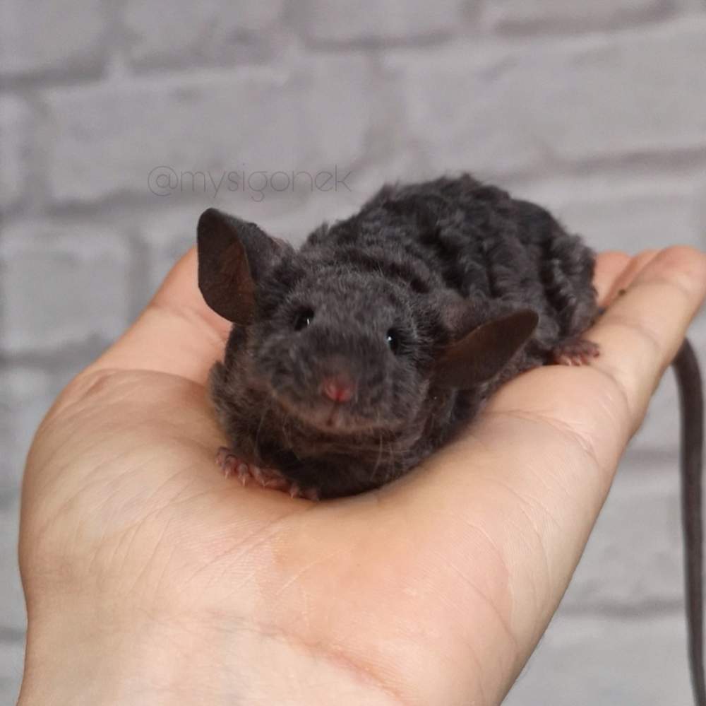 Fancy mouse Retired Mus musculus 