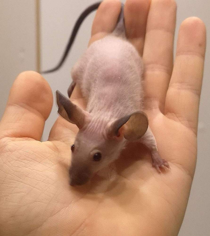 Fancy mouse Rehomed Mus musculus 