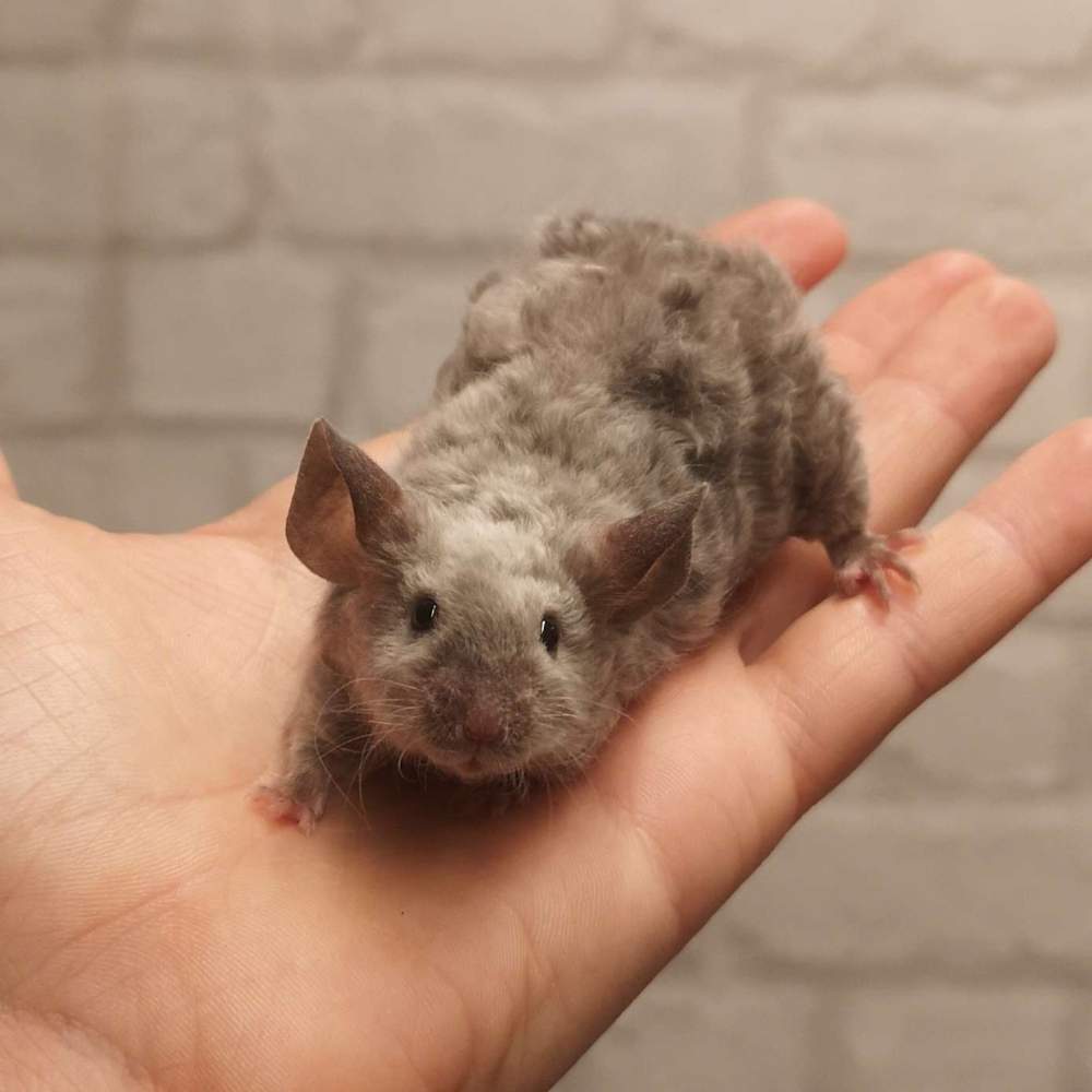 Fancy mouse Breeder Mus musculus 