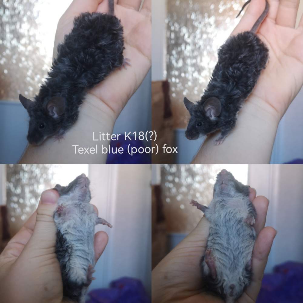 Fancy mouse Retired Mus musculus 