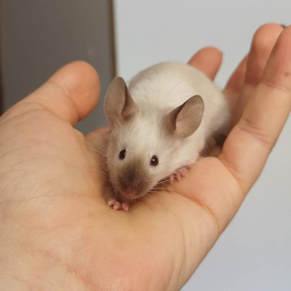 Fancy mouse Rehomed Mus musculus 