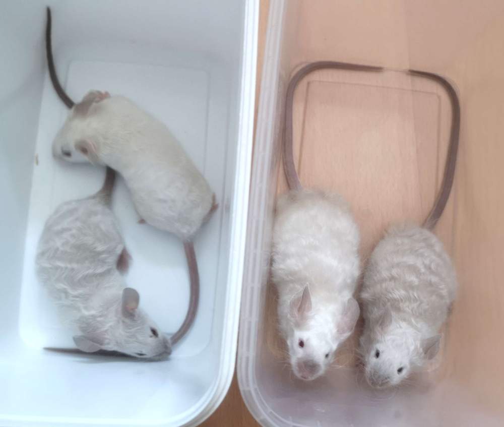 Fancy mouse Pet only Mus musculus 