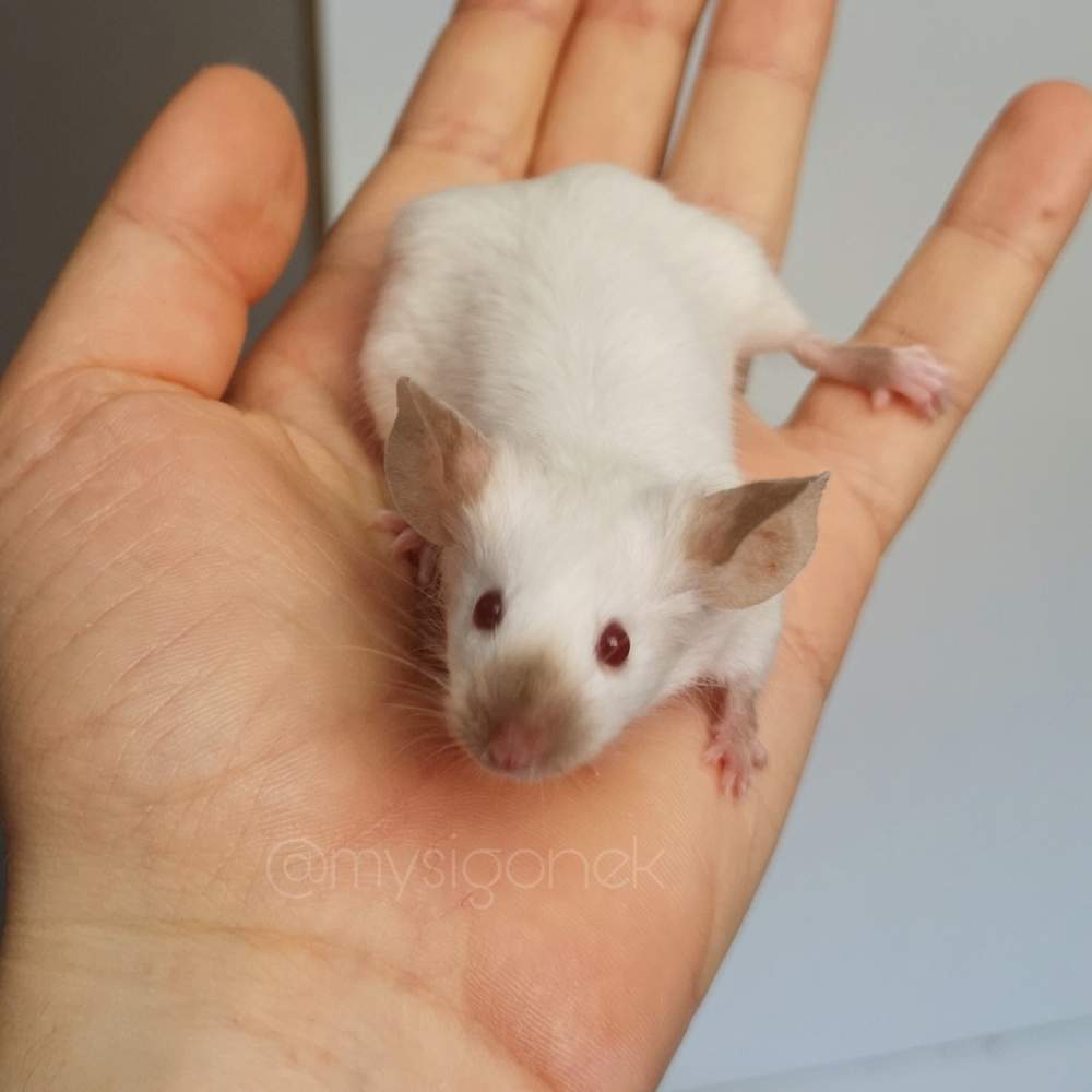 Fancy mouse Pet only Mus musculus 