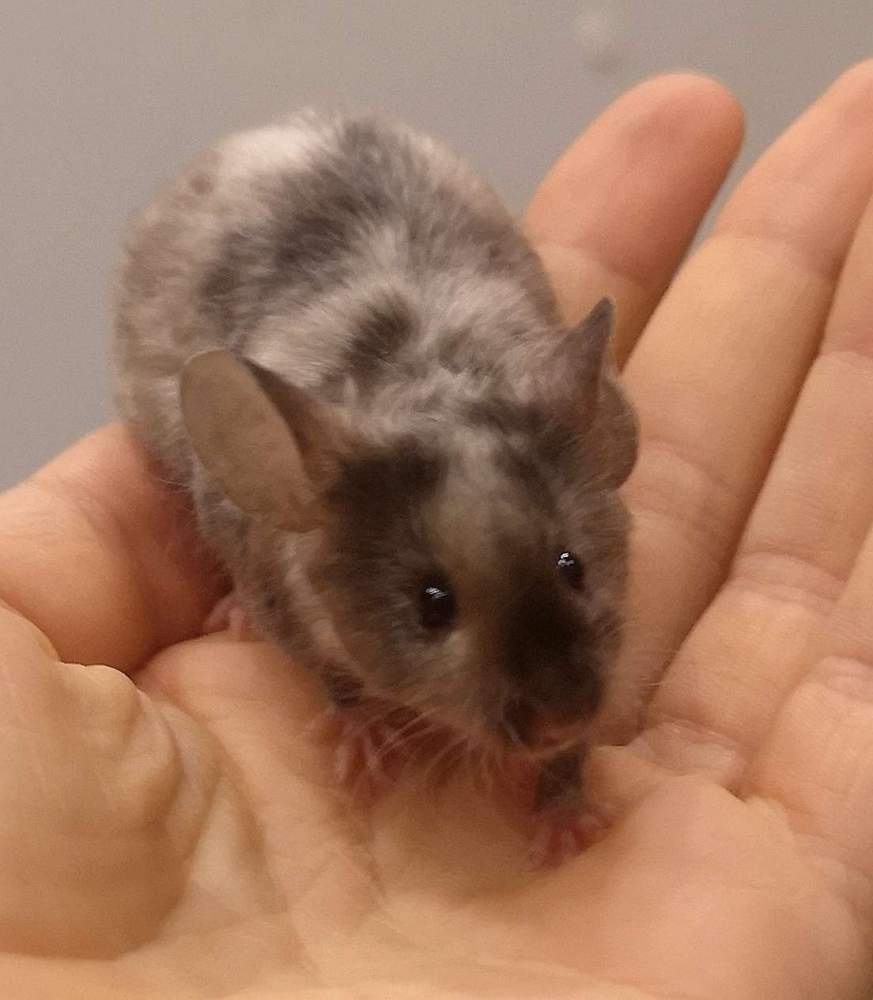 Fancy mouse Rehomed Mus musculus 