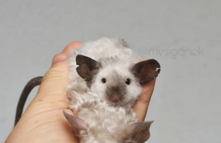 Fancy mouse Breeder Mus musculus 