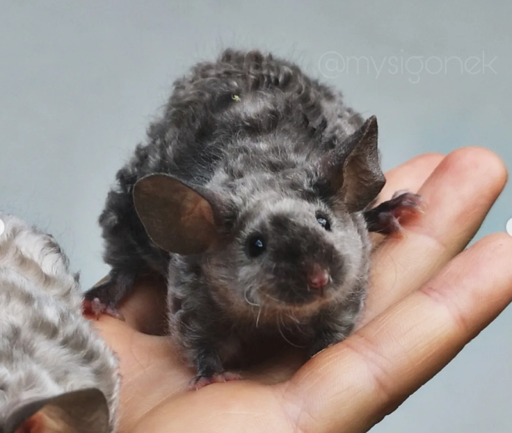 Fancy mouse Retired Mus musculus 