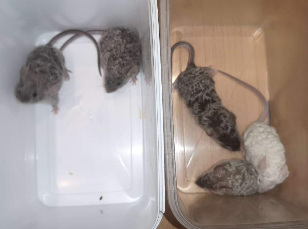 Fancy mouse Pet only Mus musculus 