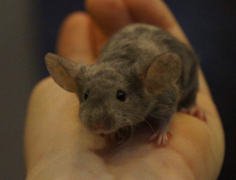 Fancy mouse Rehomed Mus musculus 