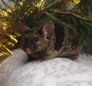 Fancy mouse Rehomed Mus musculus 