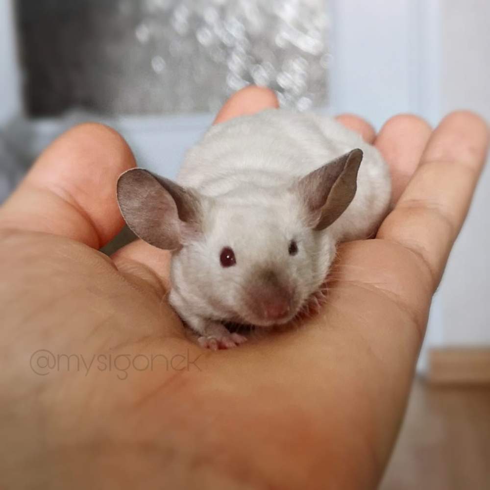 Fancy mouse Deceased Mus musculus 