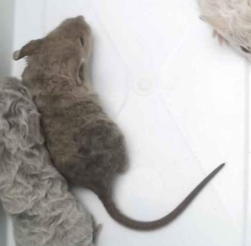 Fancy mouse Deceased Mus musculus 