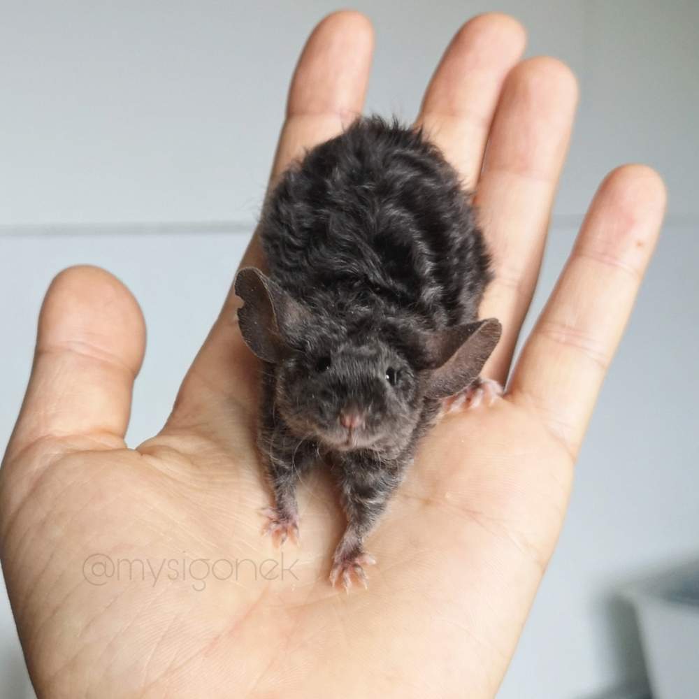 Fancy mouse Pet only Mus musculus 