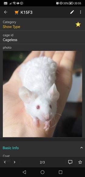 Fancy mouse Breeder Mus musculus 