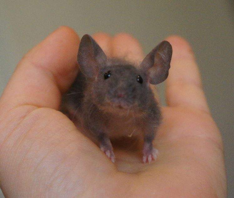 Fancy mouse Rehomed Mus musculus 