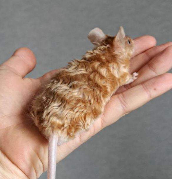 Fancy mouse Pet only Mus musculus 