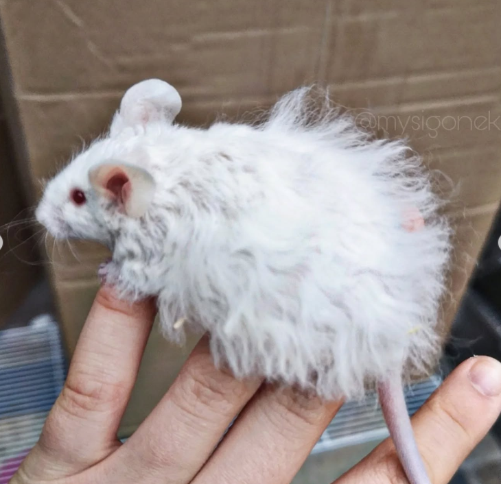 Fancy mouse Breeder Mus musculus 