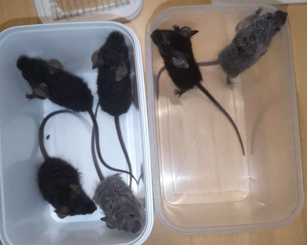 Fancy mouse Pet only Mus musculus 