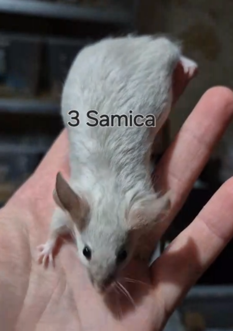 Fancy mouse Rehomed Mus musculus 