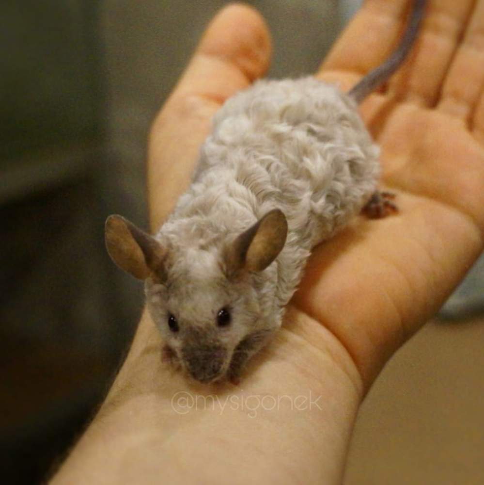 Fancy mouse Deceased Mus musculus 