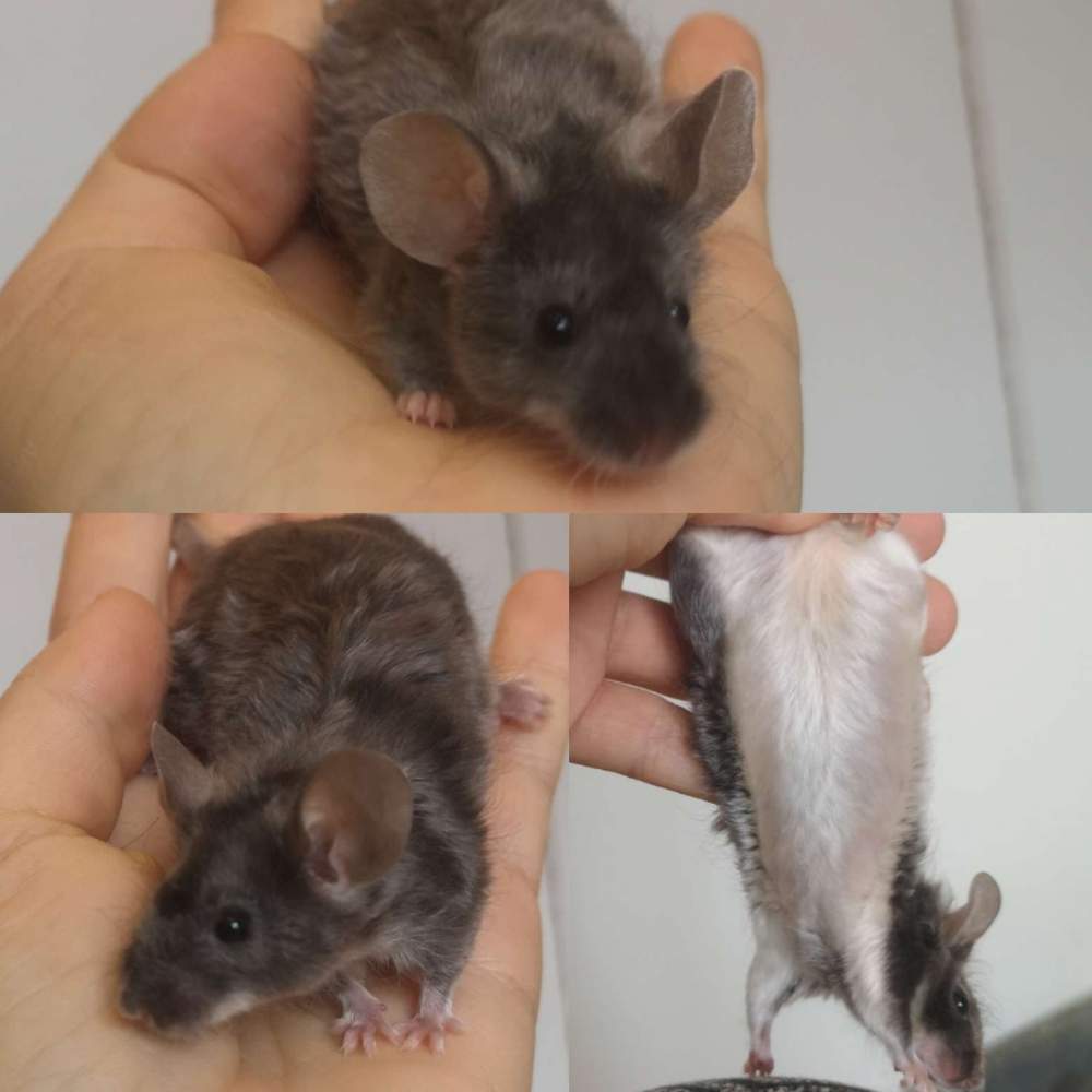 Fancy mouse Pet only Mus musculus 