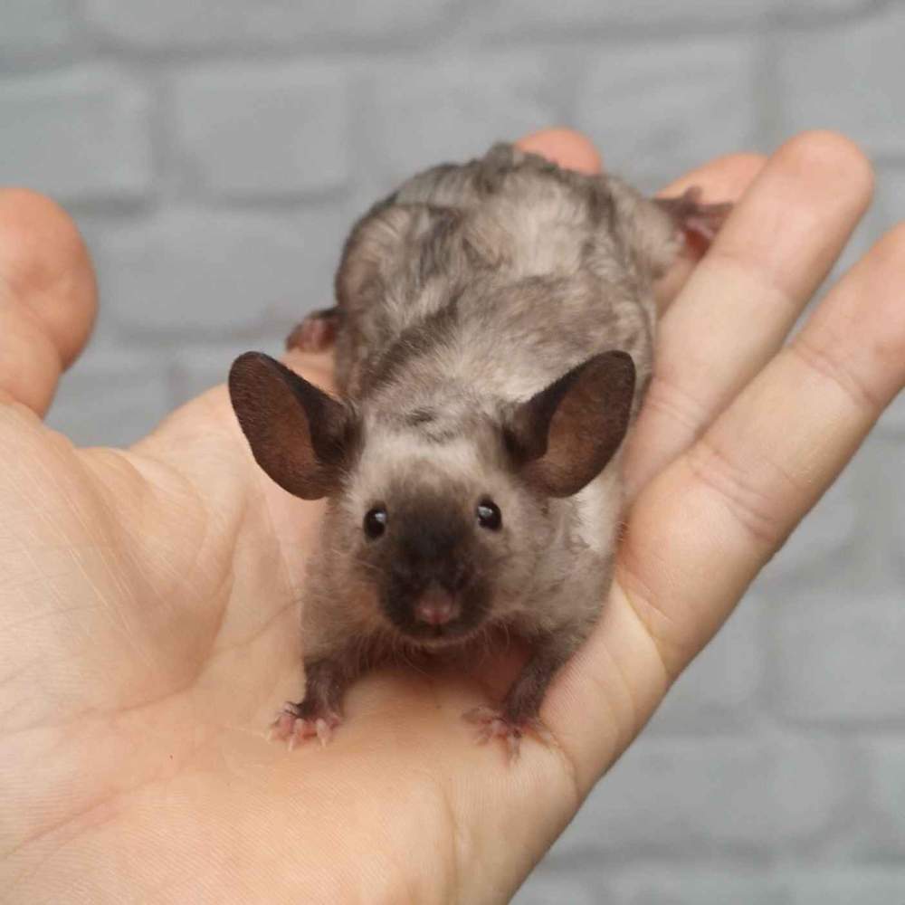 Fancy mouse Deceased Mus musculus 