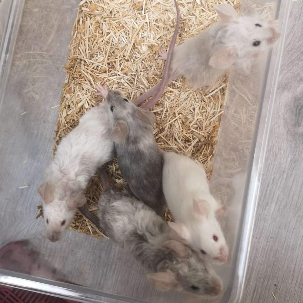 Fancy mouse Breeder Mus musculus 