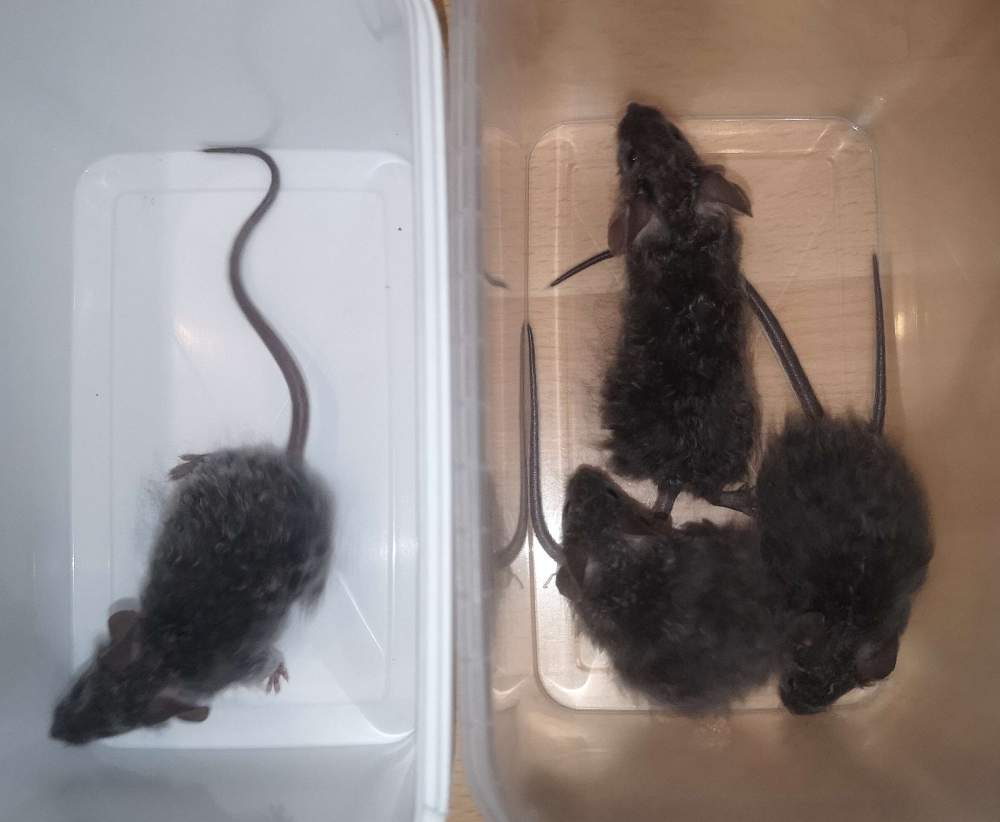 Fancy mouse Pet only Mus musculus 