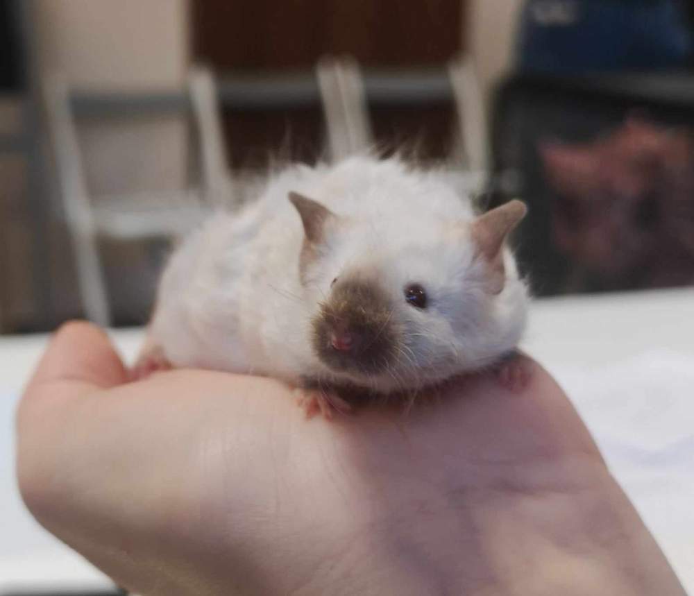 Fancy mouse Breeder Mus musculus 