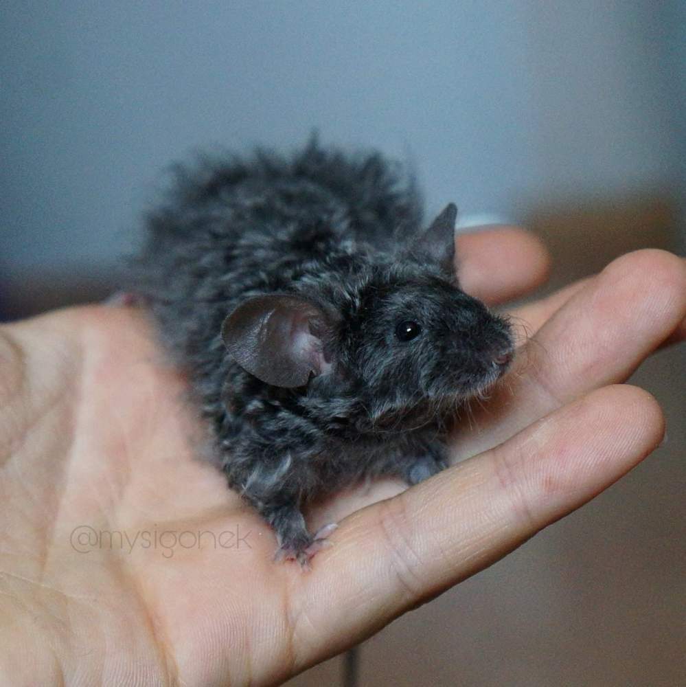 Fancy mouse Retired Mus musculus 