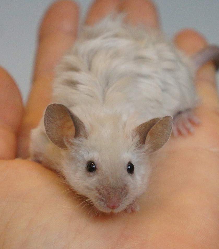 Fancy mouse Pet only Mus musculus 