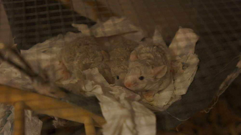 Fancy mouse Breeder Mus musculus 