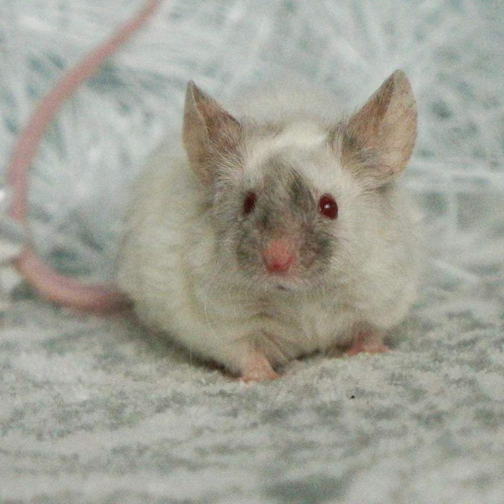 Fancy mouse Pet only Mus musculus 