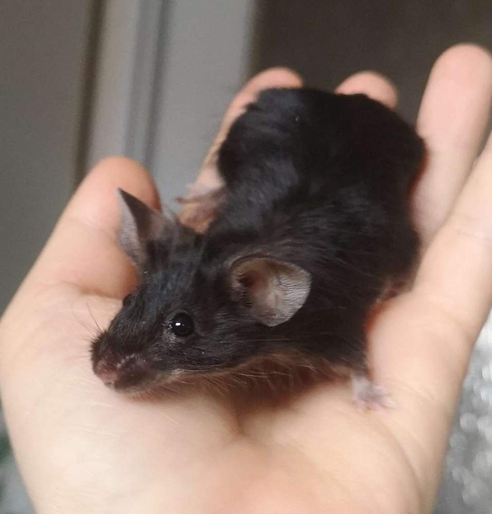 Fancy mouse Pet only Mus musculus 