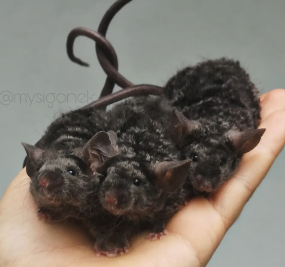 Fancy mouse Pet only Mus musculus 