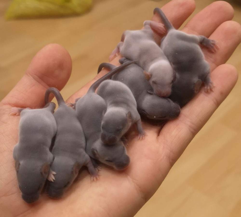 Fancy mouse Pet only Mus musculus 