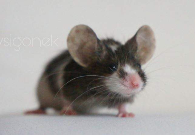 Fancy mouse Retired Mus musculus 