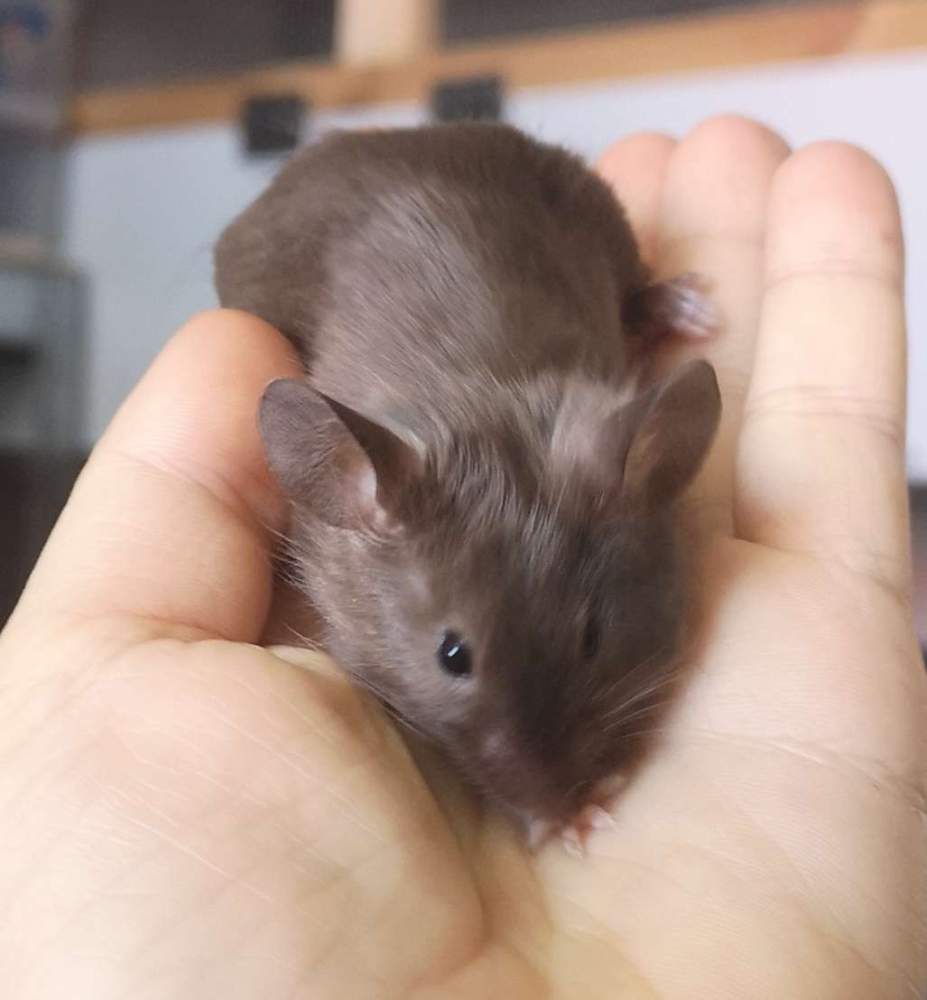 Fancy mouse Pet only Mus musculus 