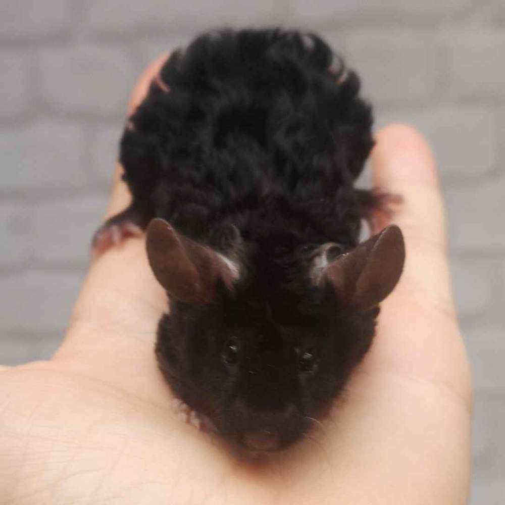 Fancy mouse Deceased Mus musculus 