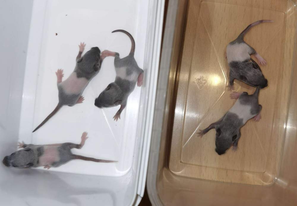 Fancy mouse Breeder Mus musculus 