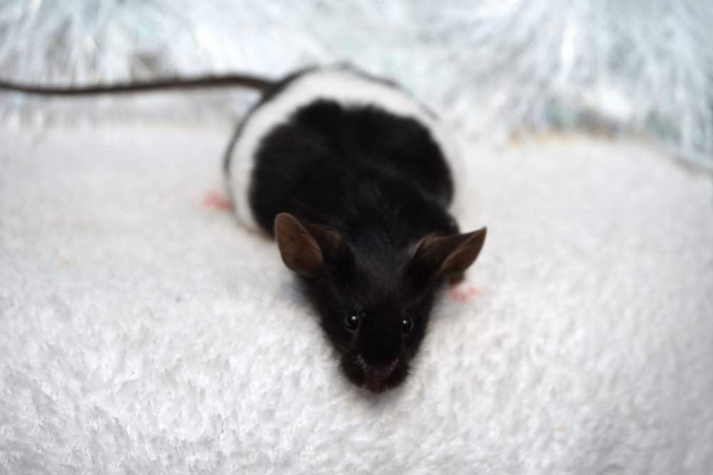 Fancy mouse Breeder Mus musculus 