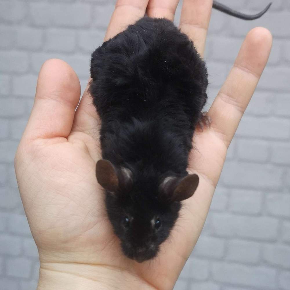 Fancy mouse Breeder Mus musculus 