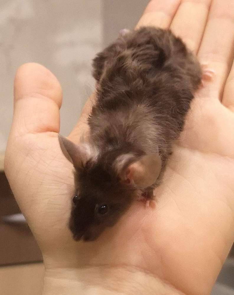 Fancy mouse Pet only Mus musculus 