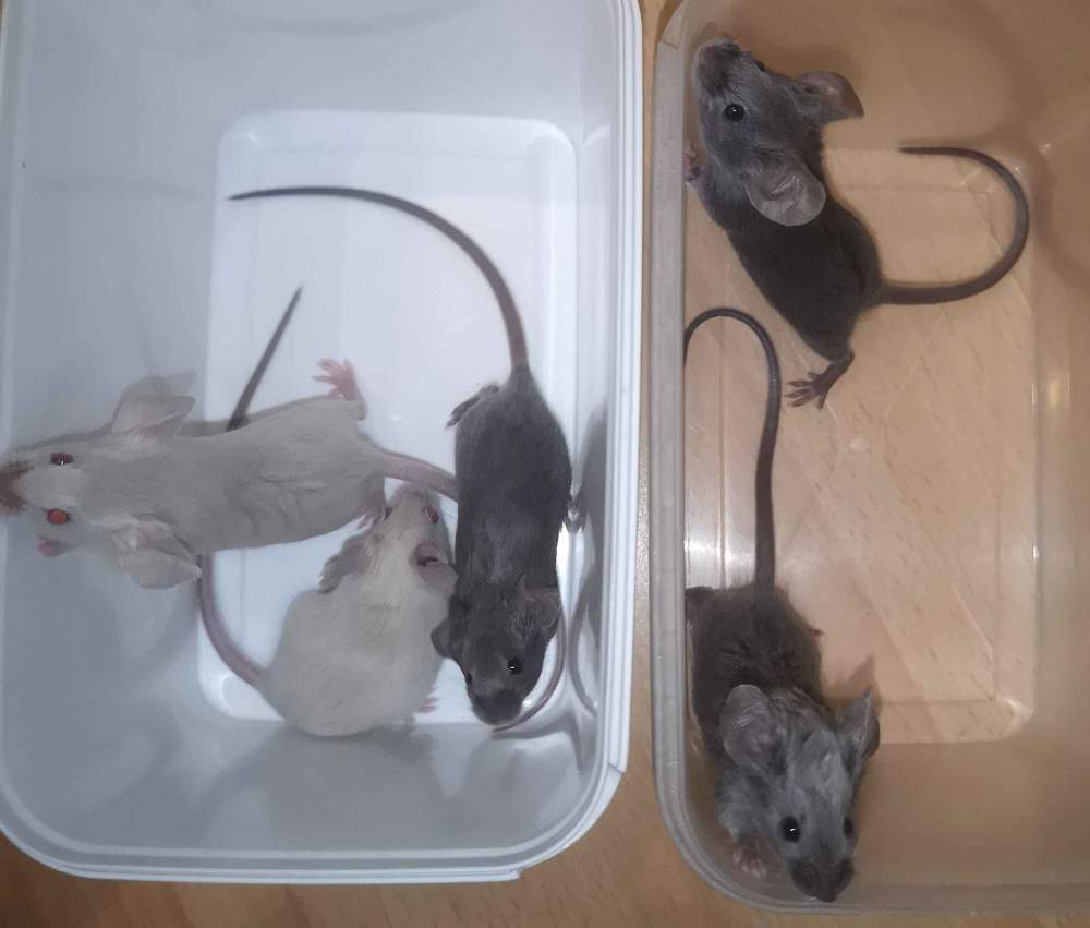Fancy mouse Breeder Mus musculus 
