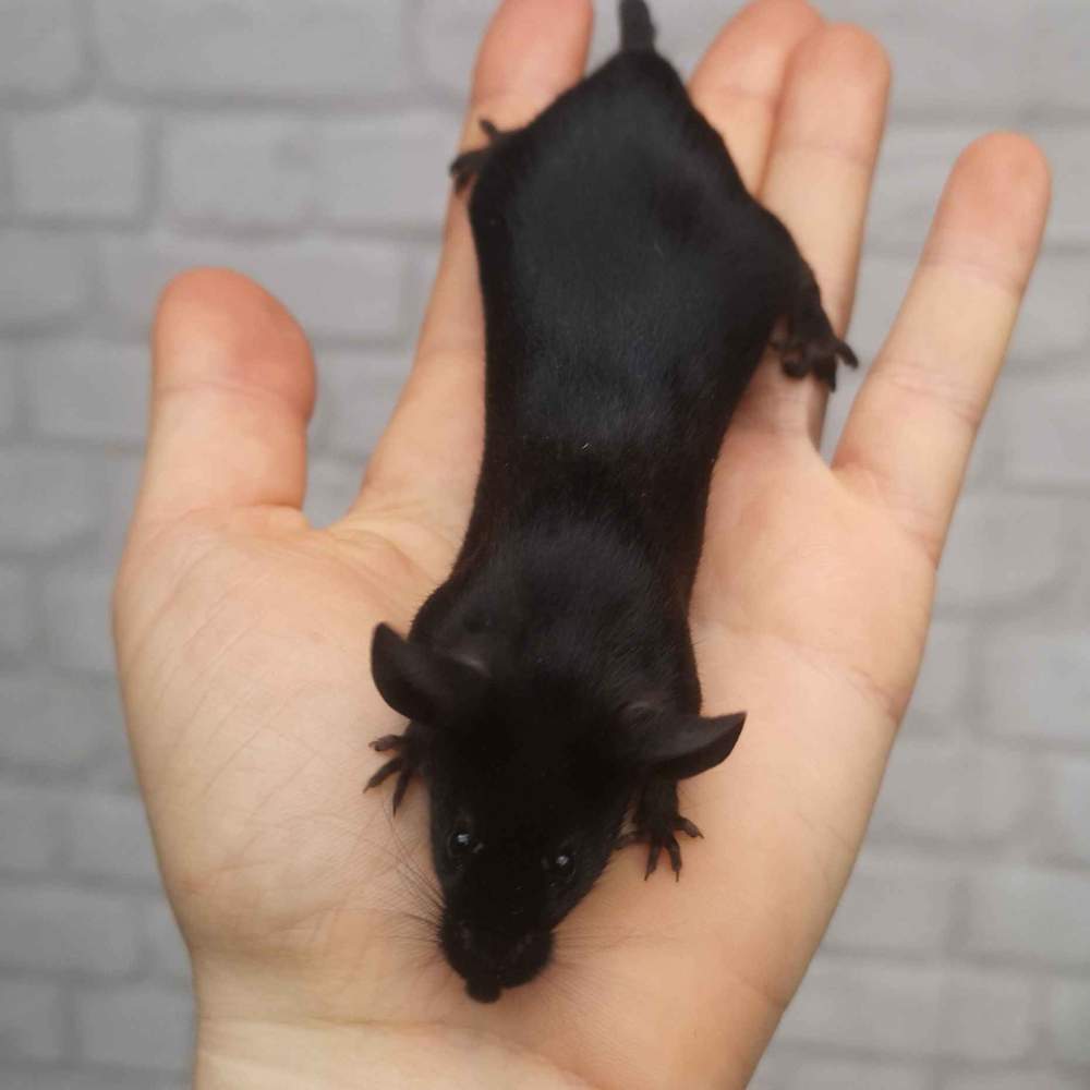 Fancy mouse Breeder Mus musculus 