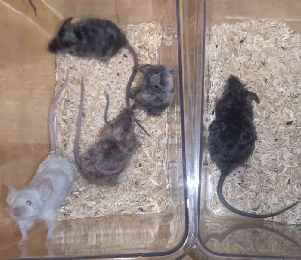 Fancy mouse Breeder Mus musculus 