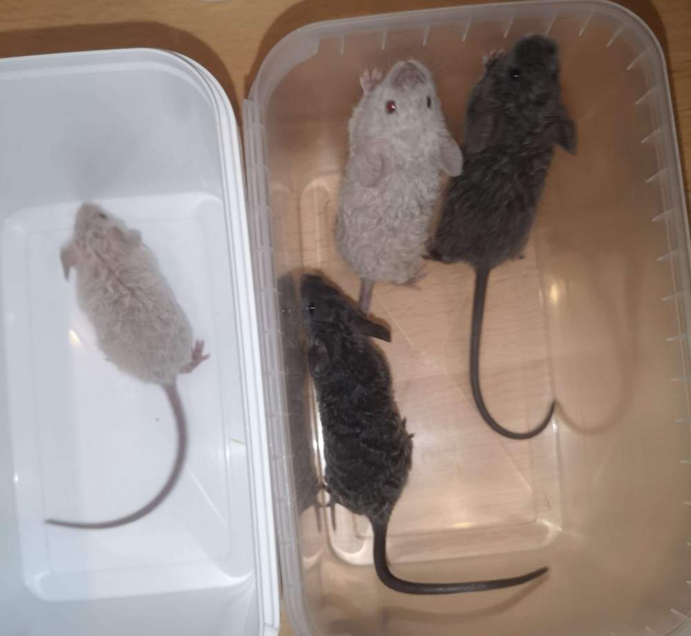 Fancy mouse Pet only Mus musculus 